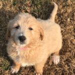 Golden Doodle Puppies | CamCon's Golden Acres in Okawville, Illinois