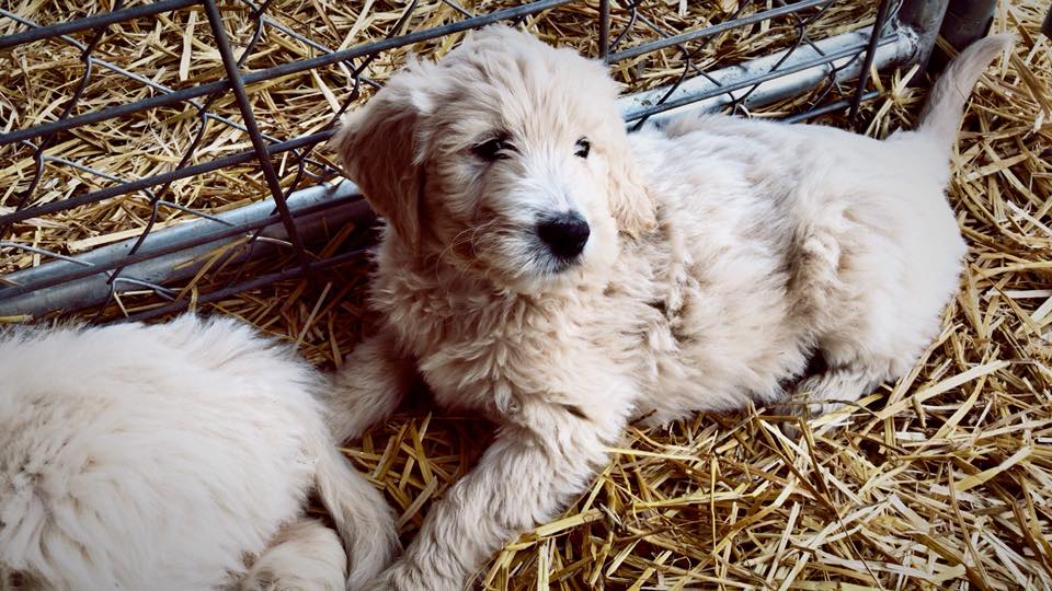 Goldendoodle Puppies | CamCon's Golden Acres in Okawville, Illinois